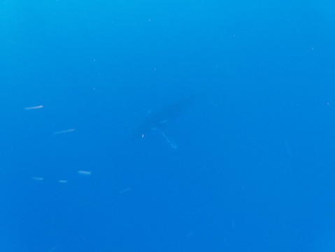 Tohora Bora Bora-瓦伊塔佩必去景点