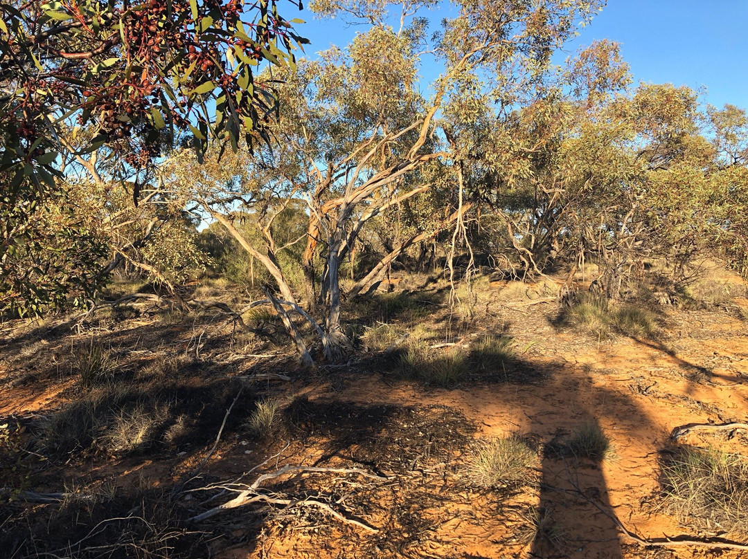 Hattah Nature Walk-Ouyen必去景点