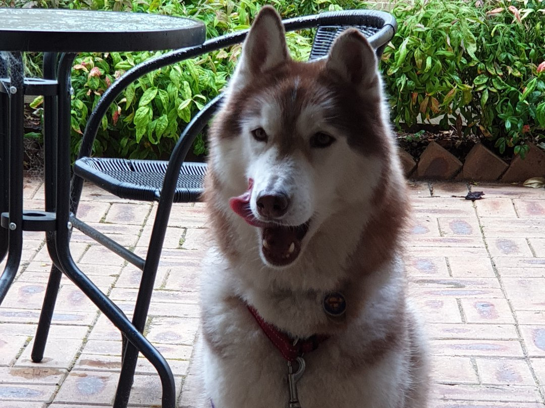 Motel Flinders主图