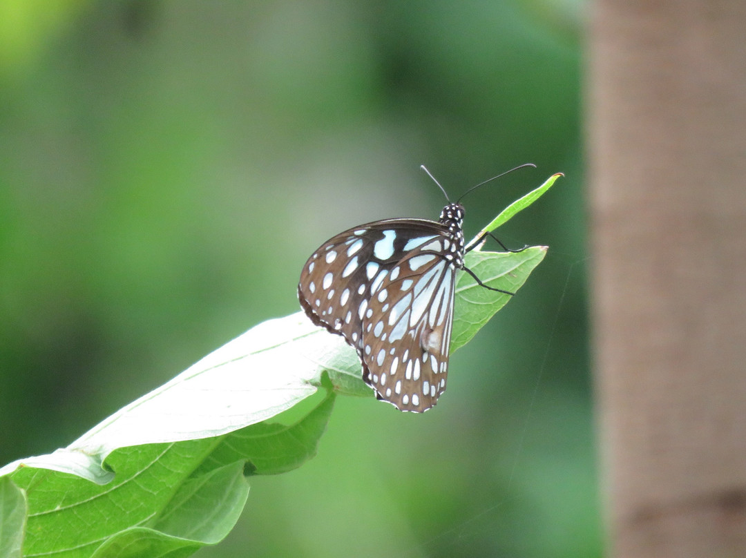 Butterfly Park景点图片