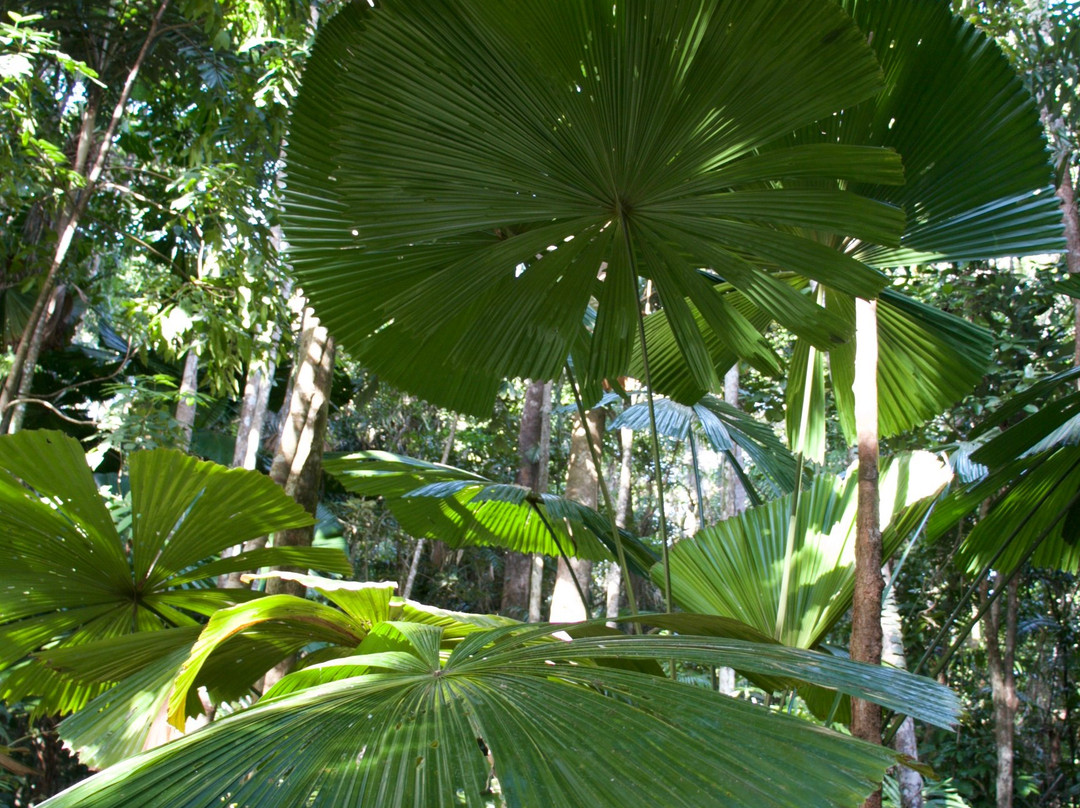 Dubuji Boardwalk-Cape Tribulation必去景点