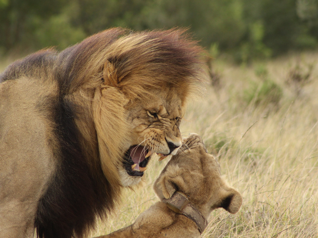 Nkonzo Wildlife Research-Hartenbos必去景点