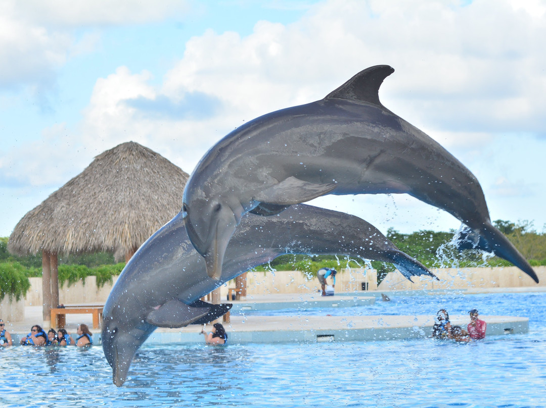 Dolphin Discovery Punta Cana景点图片