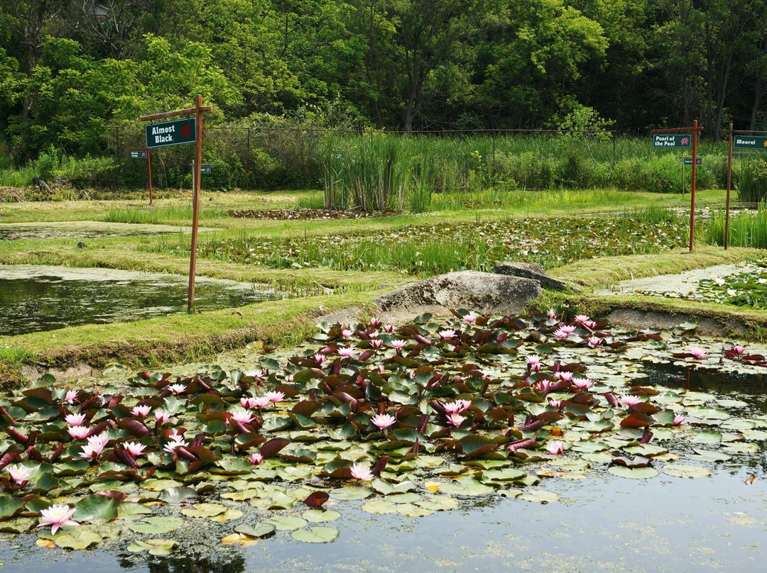 Moore Water Gardens景点图片