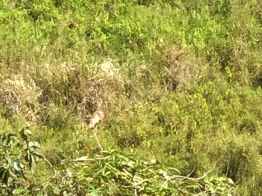 Keibul Lamjao National Park-Bishnupur District必去景点