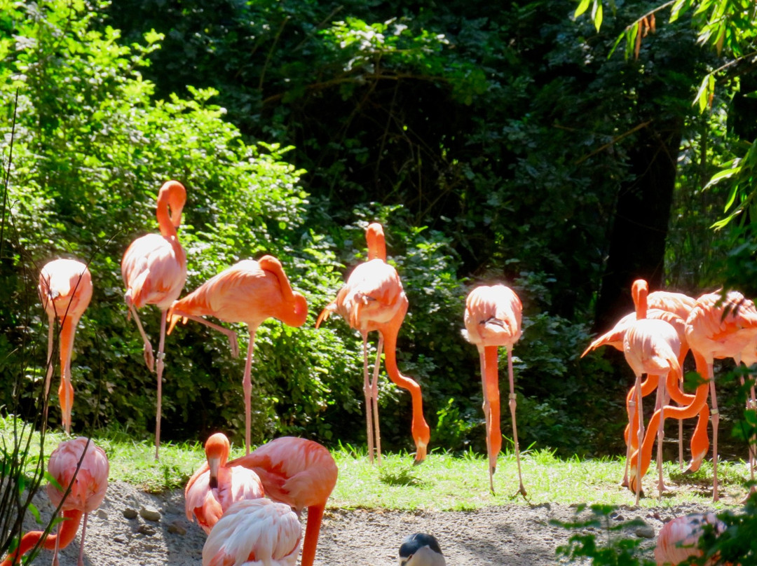 Parque Zoologico de Chapultepec景点图片