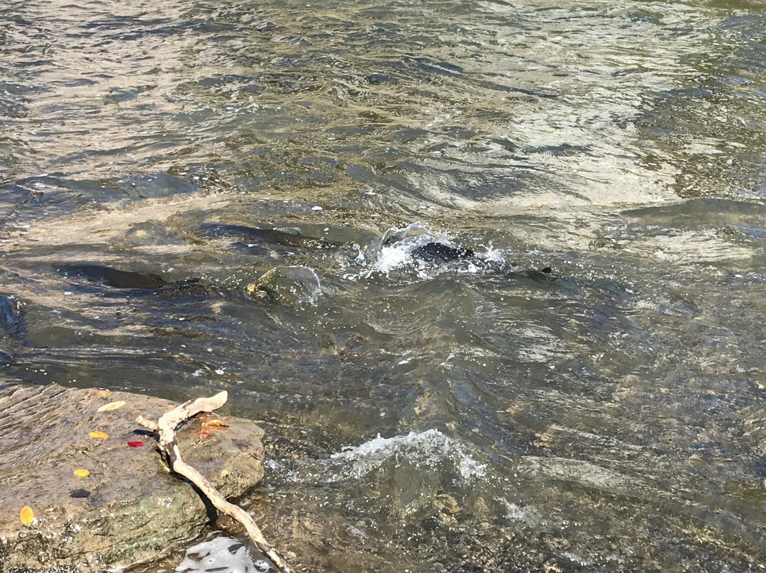 Port Hope Conservation Area-Port Hope必去景点