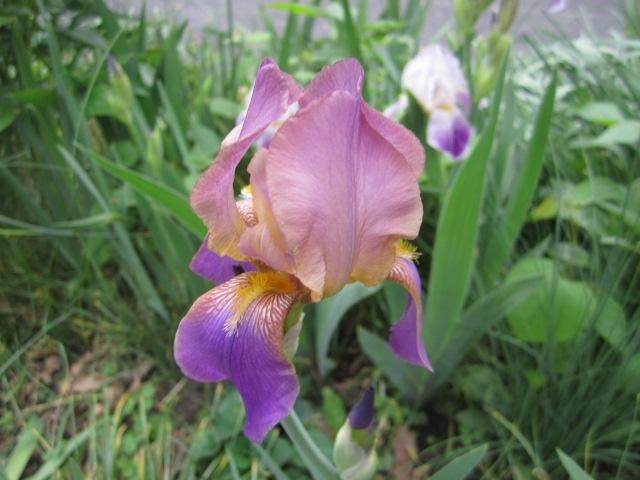 Benton House Historic Garden-印第安纳波利斯必去景点