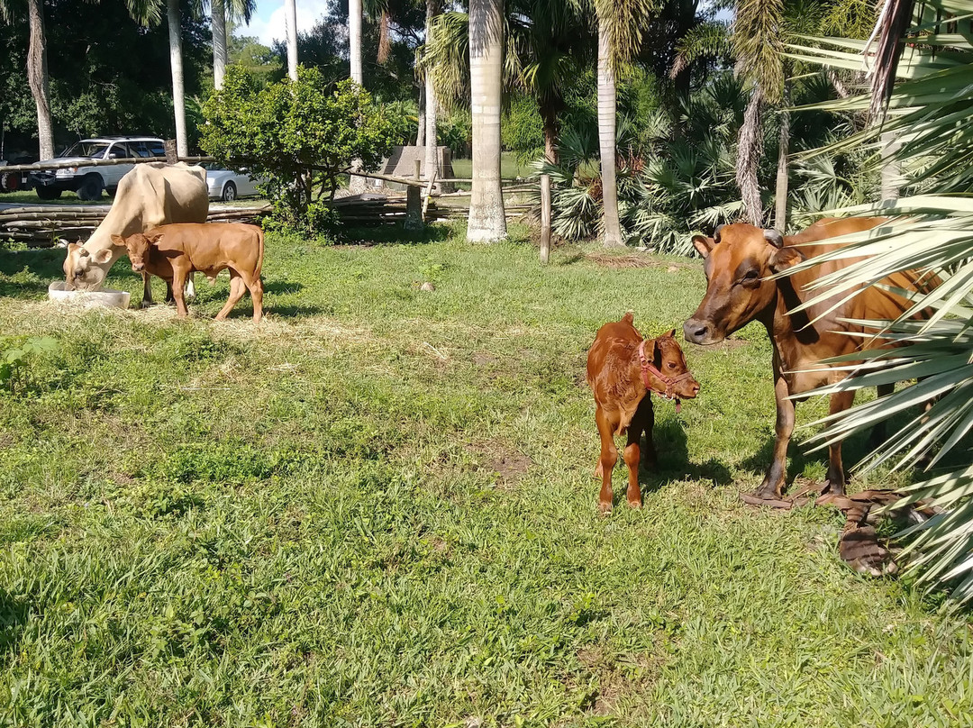 Indiantown旅游景点-Jupiter Creamery
