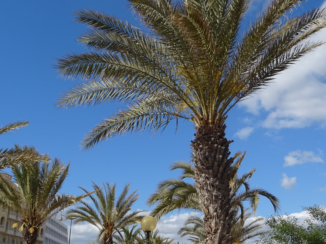 Yasmin Hammamet-哈玛麦德必去景点