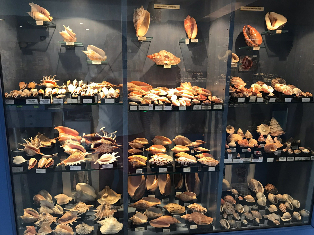 Musee des Coquillages-圣让卡弗尔拉必去景点