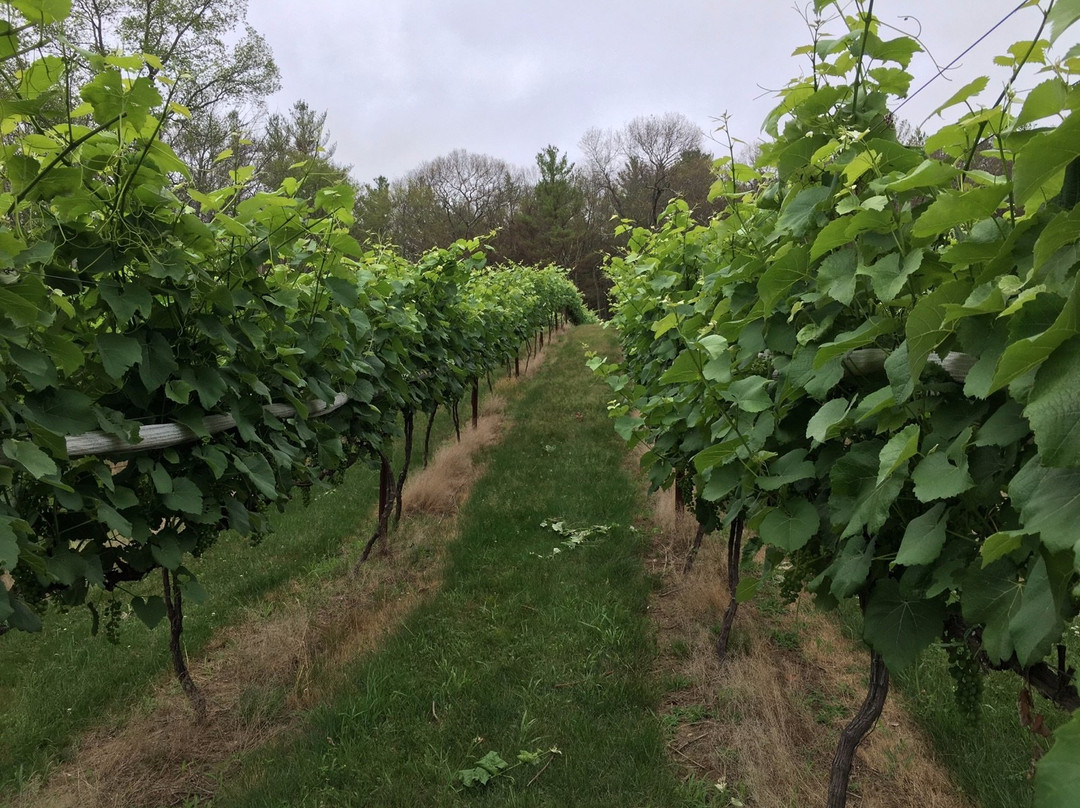Foster旅游景点-Nickle Creek Vineyard