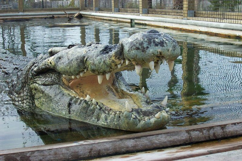 Alligator Adventure景点图片