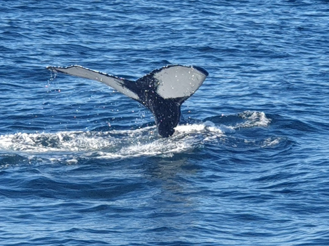 New England Aquarium Whale Watch景点图片