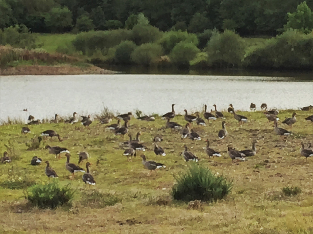 Branton Lakes Nature Reserve-Powburn必去景点