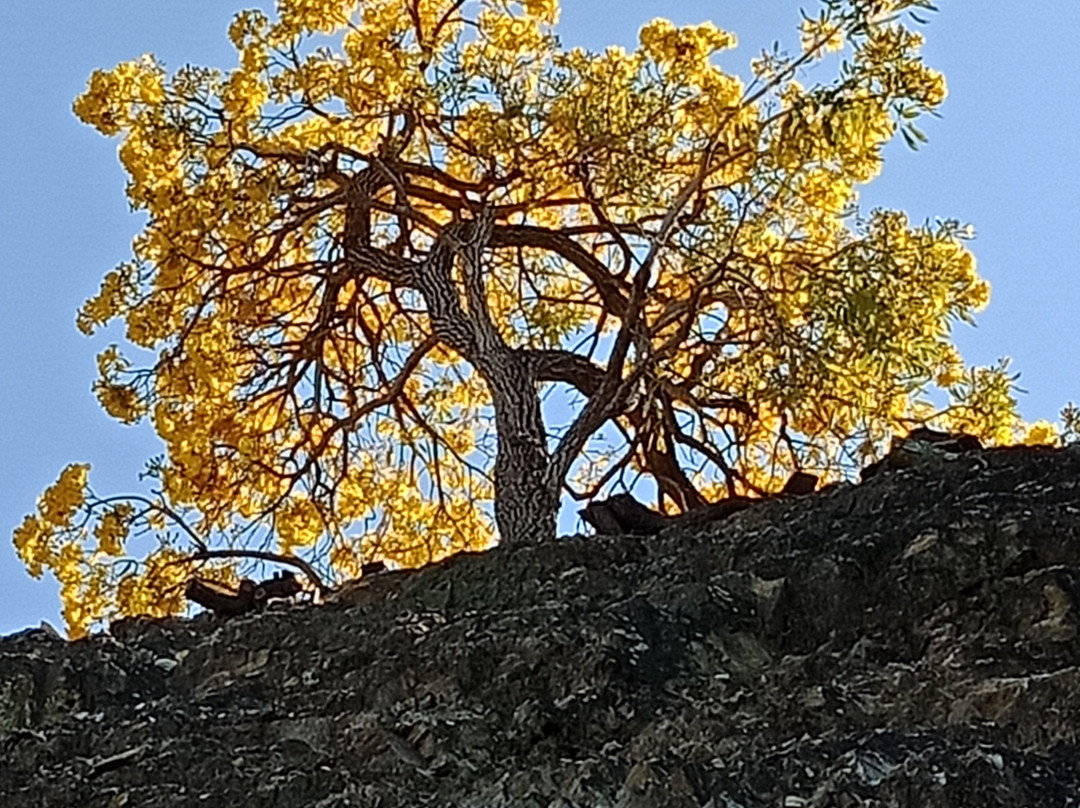 罗马大街公园-布里斯班必去景点