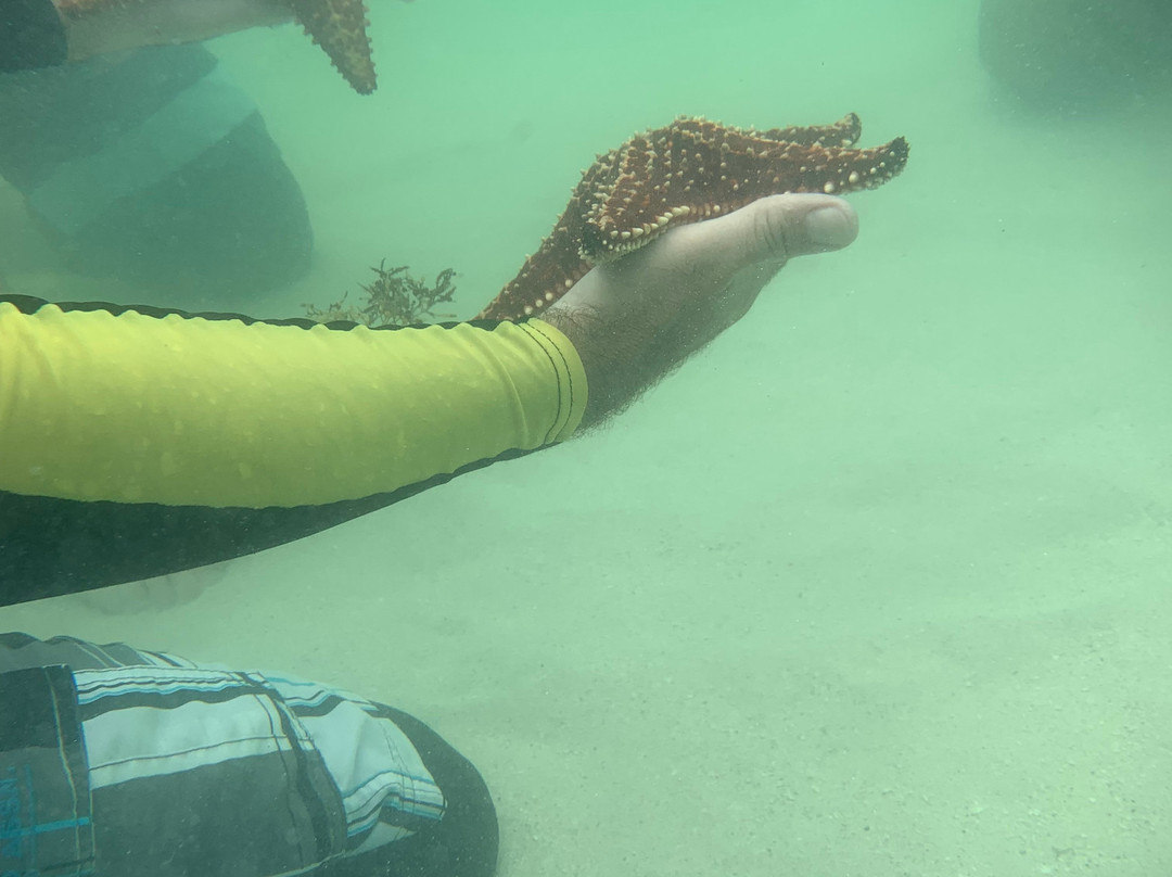 Starfish Point-大开曼岛必去景点