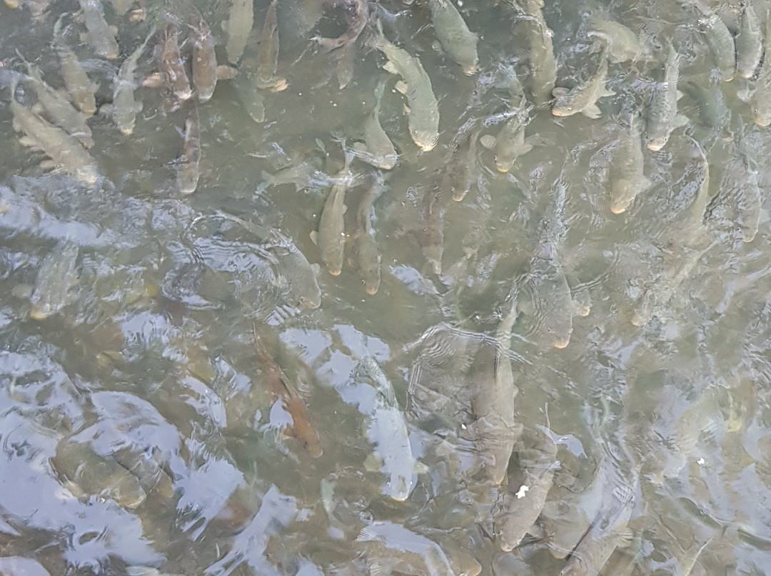 Sehrazat Konagi主图