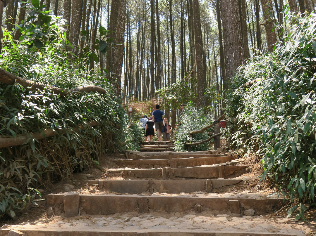 Pinus Pengger Nature Tourism景点图片