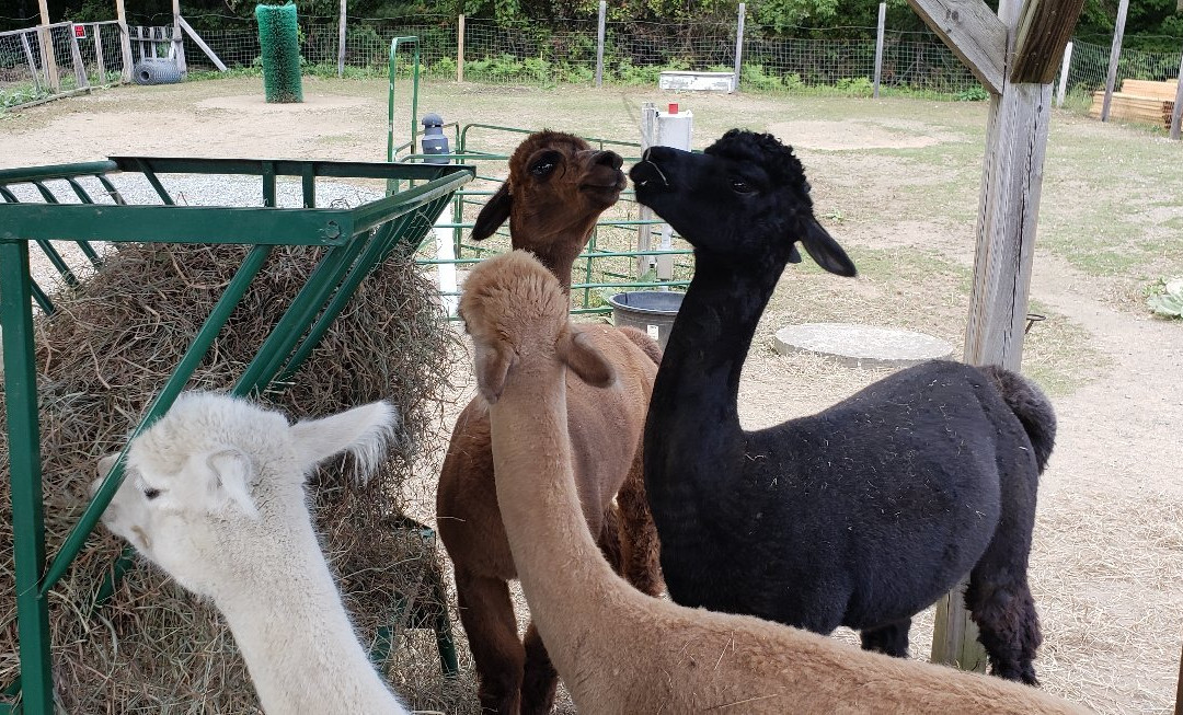 Living The Dream Alpaca Farm-Quechee必去景点