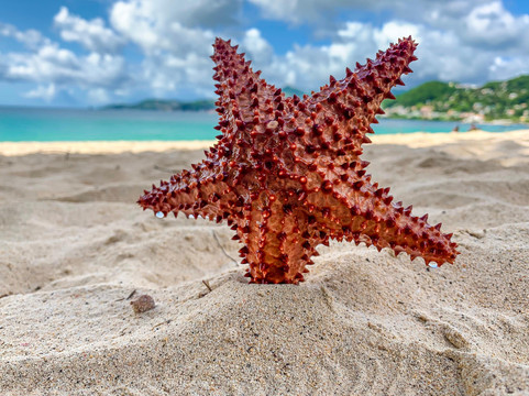 Explorer Grenada Tours-St. George's必去景点