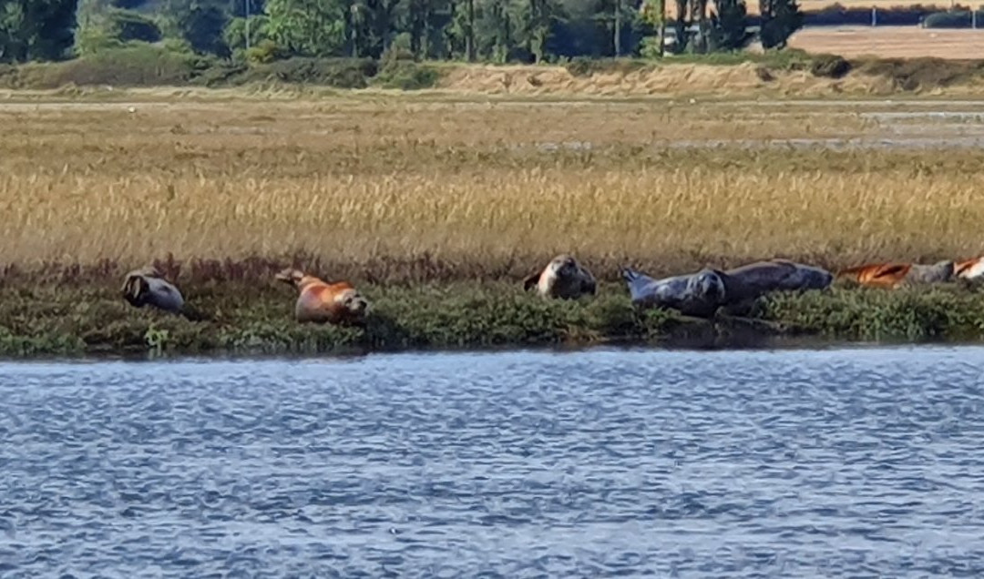 Wildlife Boat Trips景点图片