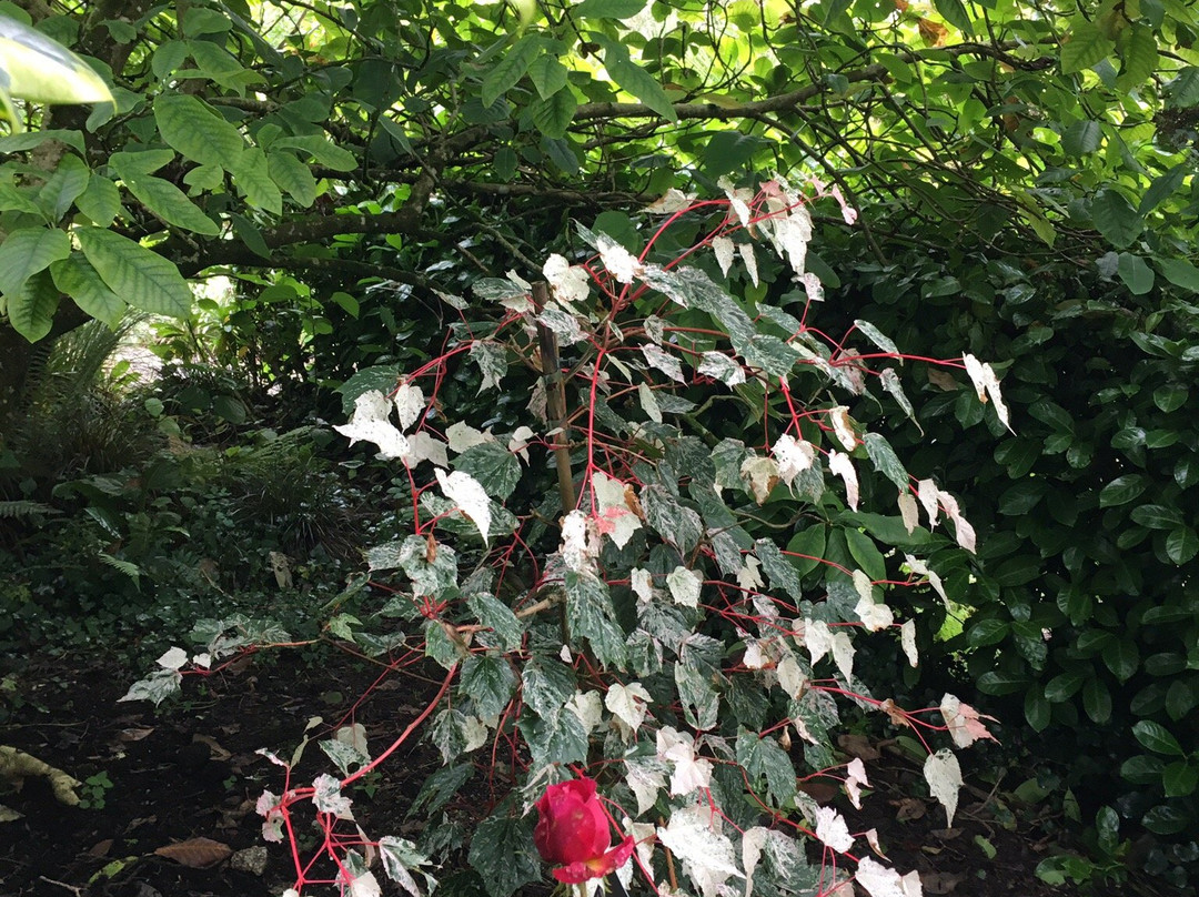 Knockpatrick Gardens-福因斯必去景点