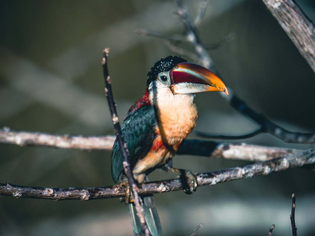 Cristalino Lodge主图