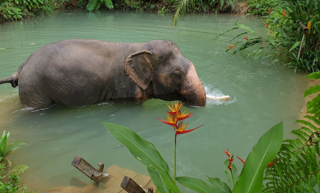 Sonchana Farm and Elephant Sanctuary-素叻他尼必去景点
