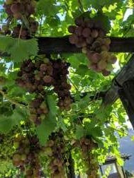 Agriturismo Barone Antonio Negri主图