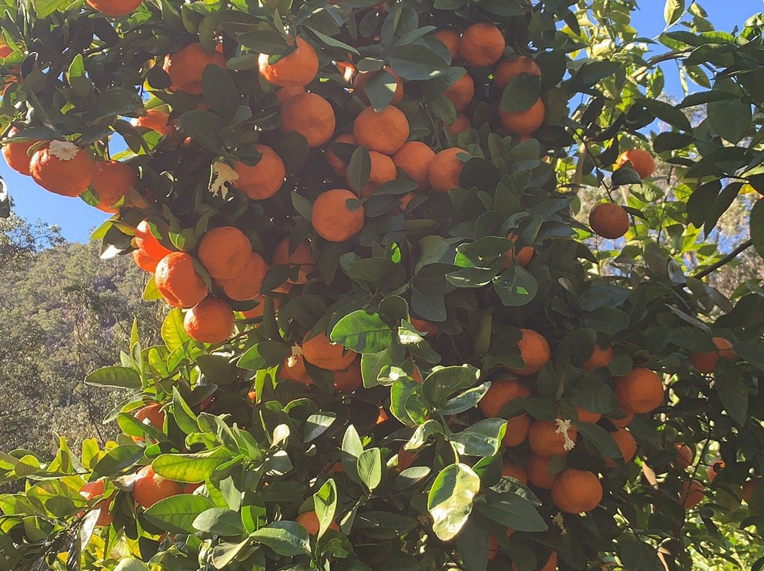 Watkins Orchard景点图片