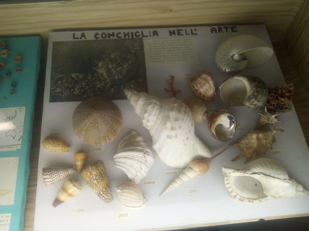 Museo delle Conchiglie景点图片