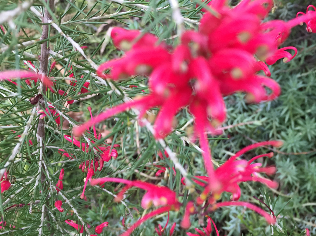 Cohuna Visitor Information Centre-Cohuna必去景点