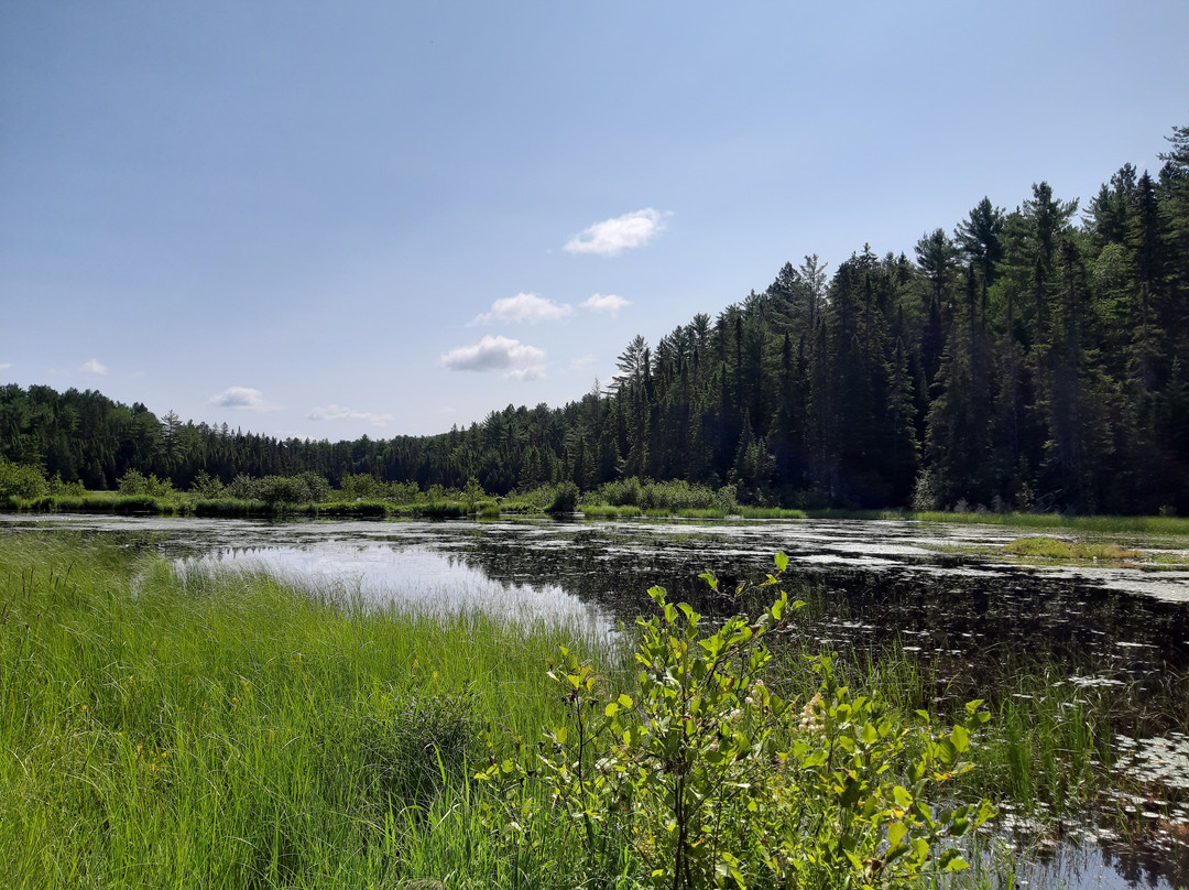 Beaver Pond Trail-阿冈昆公园必去景点
