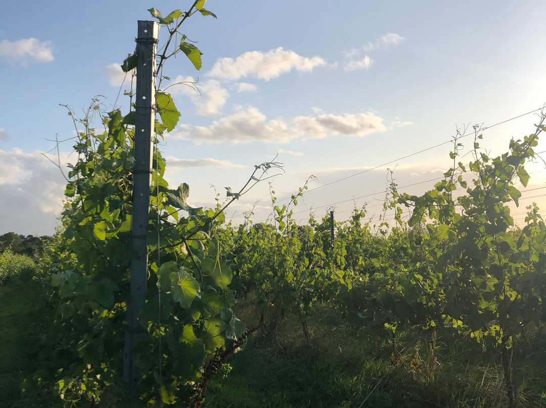 Hanwell Wine Estate景点图片