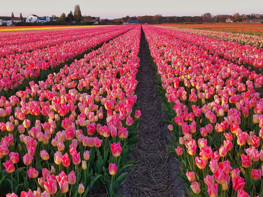 Dutch Flower Tours景点图片