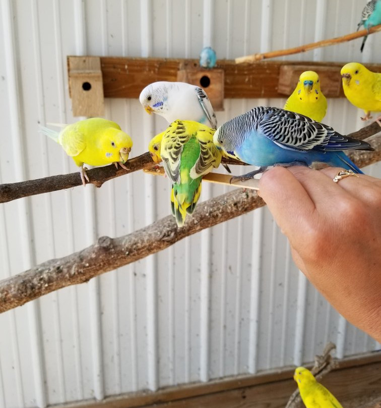 Big Joel's Safari-Wright City必去景点