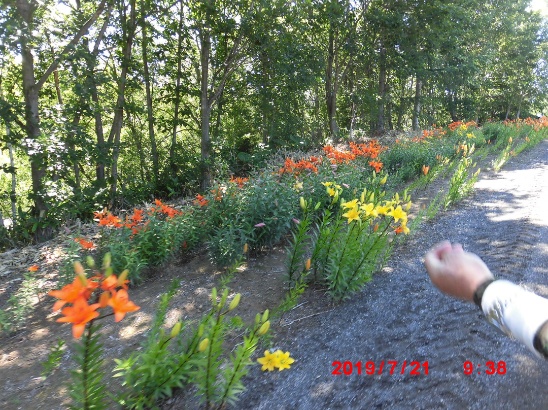 Yuri No Sato Koshimizu Lily Park-小清水町必去景点