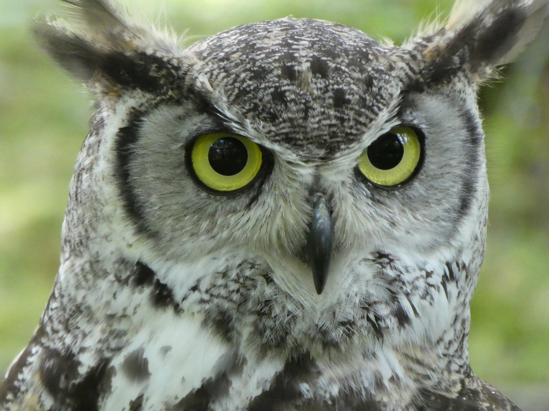 West Wales Falconry景点图片