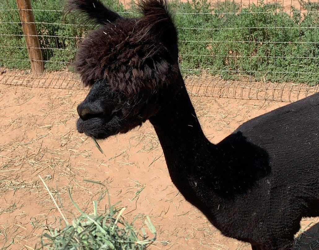 Hollywick Farms-Sandia Park必去景点