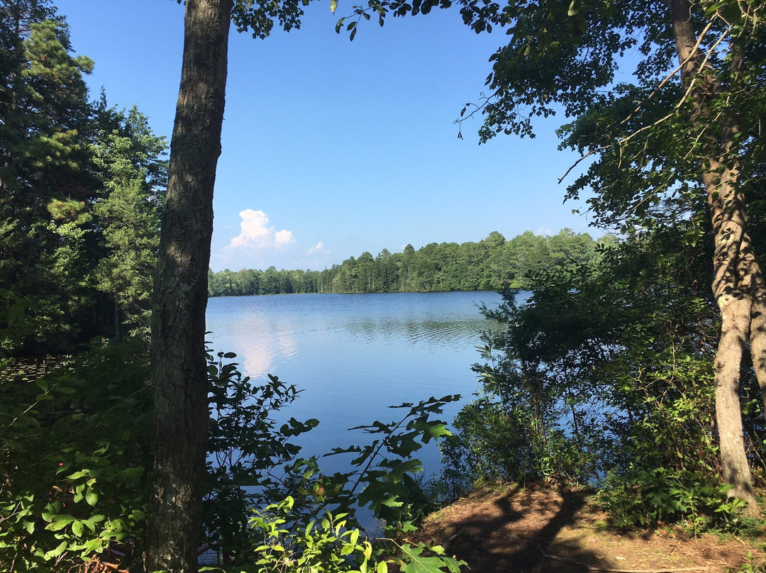 Belleplain State Forest景点图片