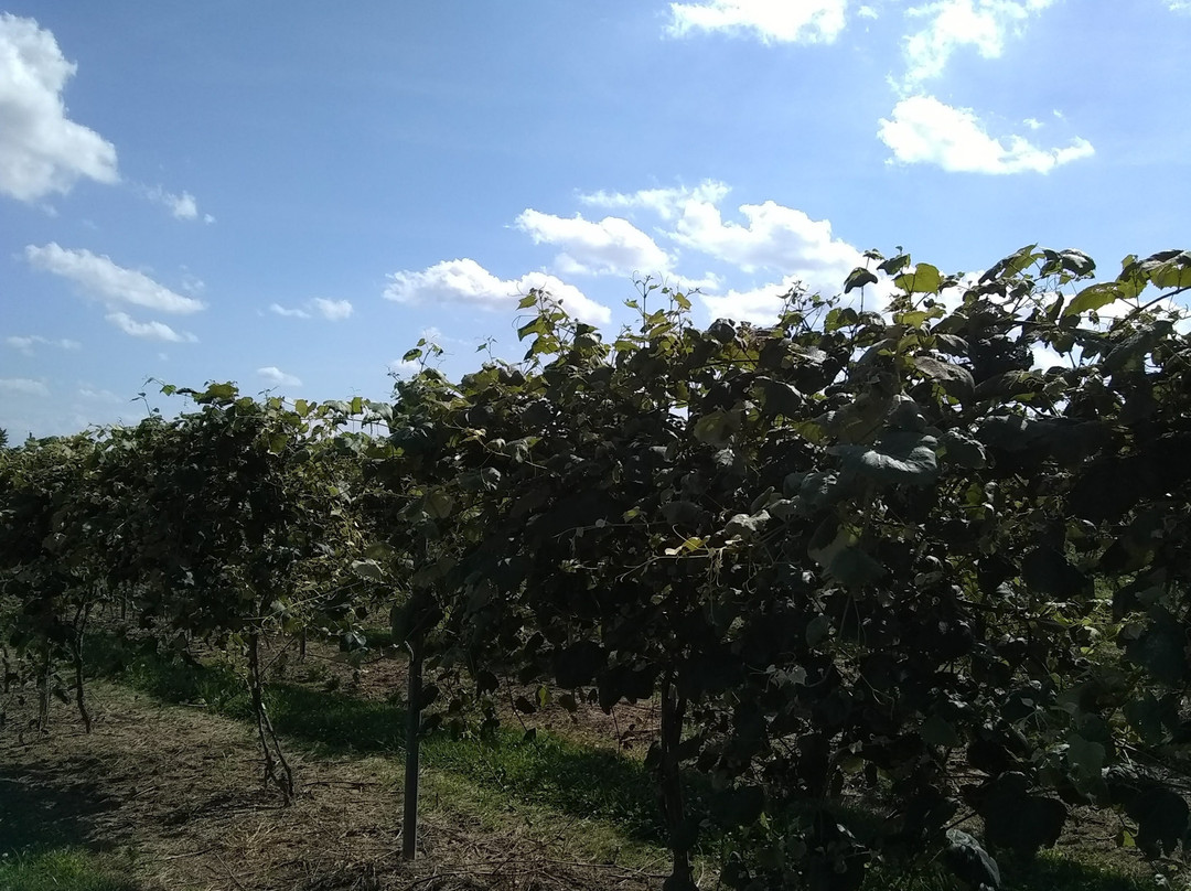 Blue Barn Winery-Wooster必去景点