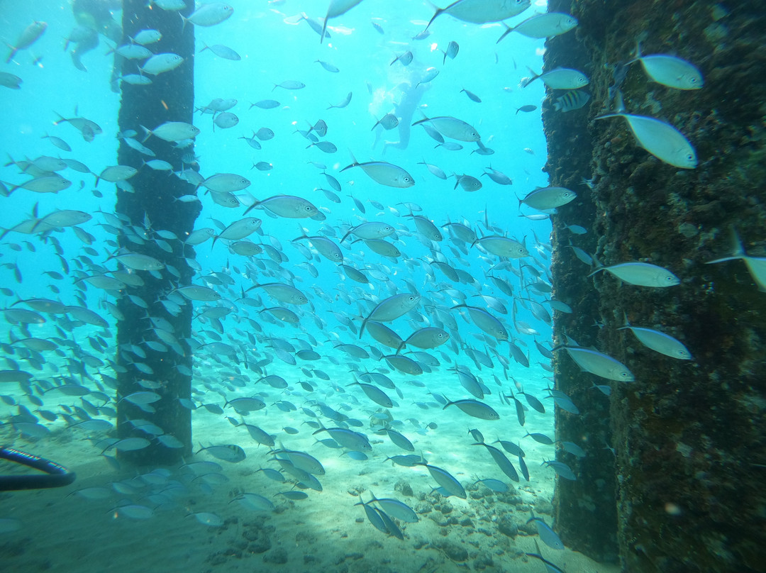 Aquatica Underwater Adventures-Aguadilla必去景点