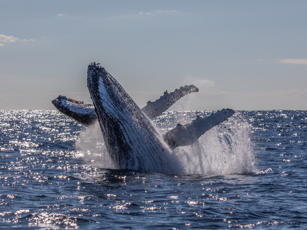Tweed Gold Coast Dive Charters-堤维德岬必去景点