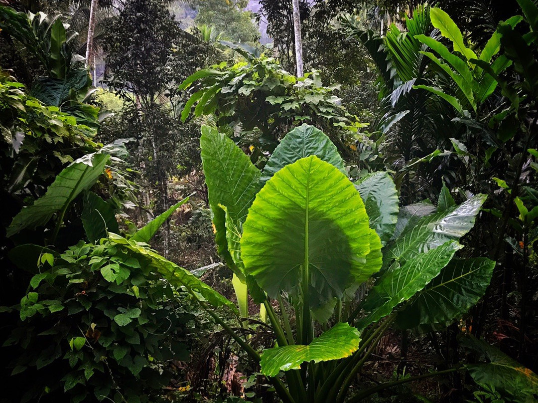 Baan Suan Tondin主图