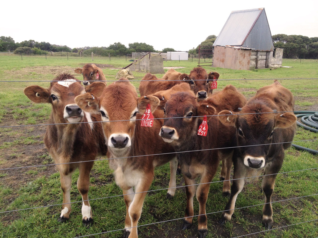 Robe Dairy-罗布必去景点