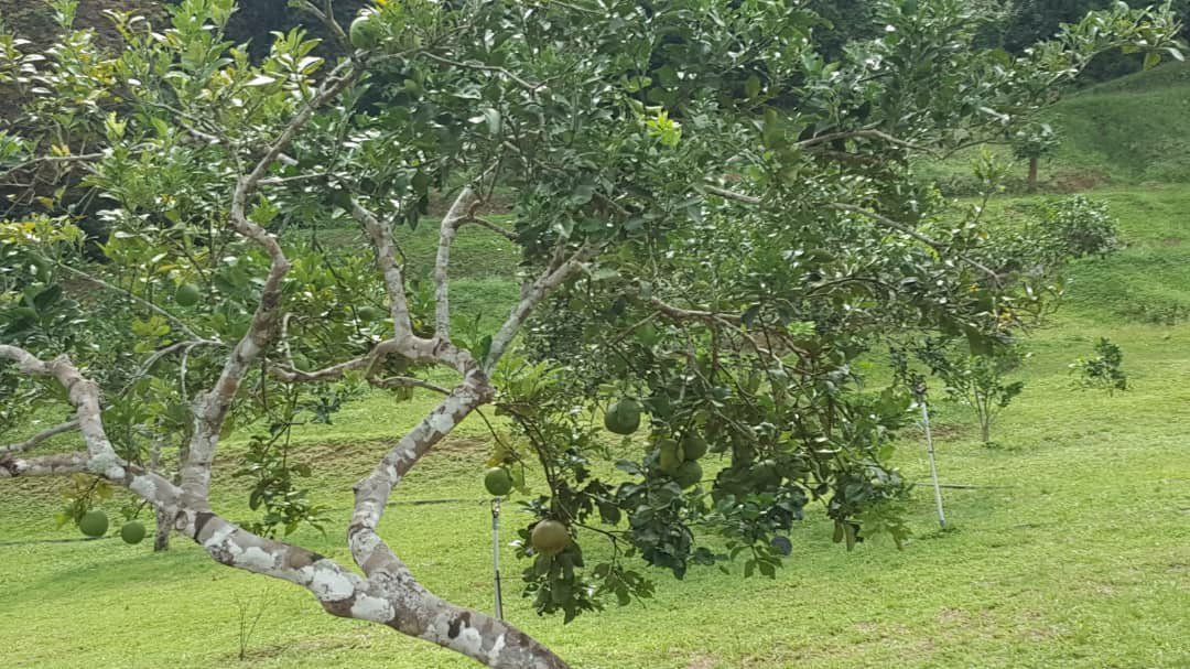 MARDI Langkawi Agro Technology Park景点图片