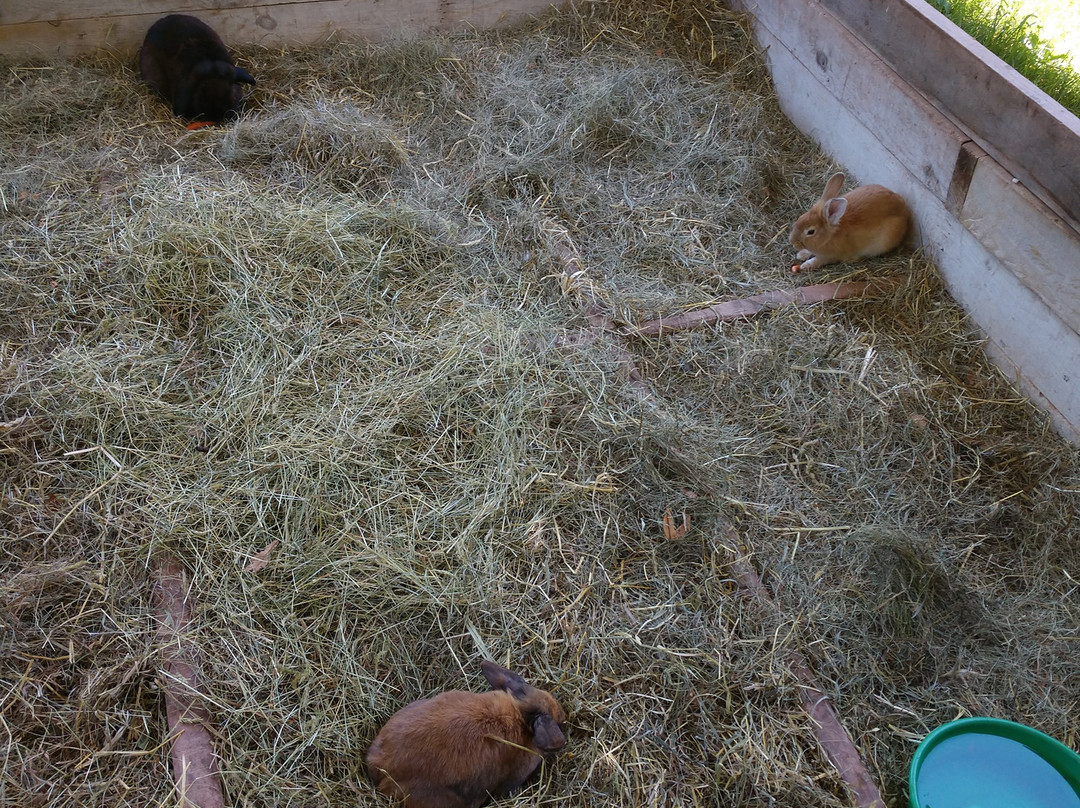 Bailiwick Animal Park-Catskill必去景点