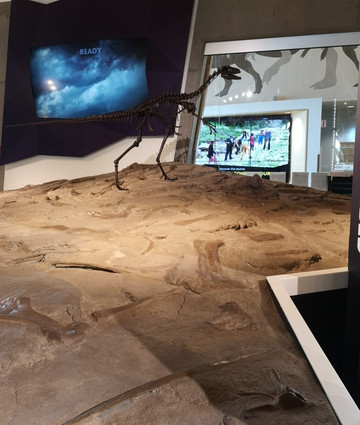 Philip J. Currie Dinosaur Museum-Wembley必去景点