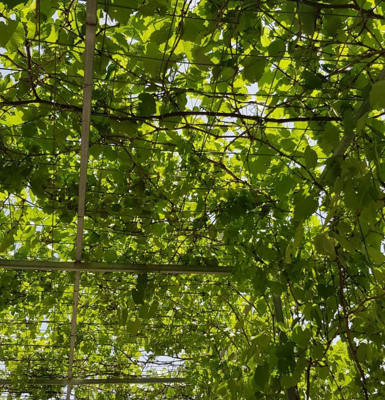 Bahat Winery-Ein Zivan必去景点